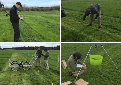 Pasture cuts taken at Scott River farmer Andrew McNab’s in May 2021. Estimated yield from whole plot was 800kg