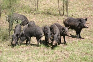 Pigs2