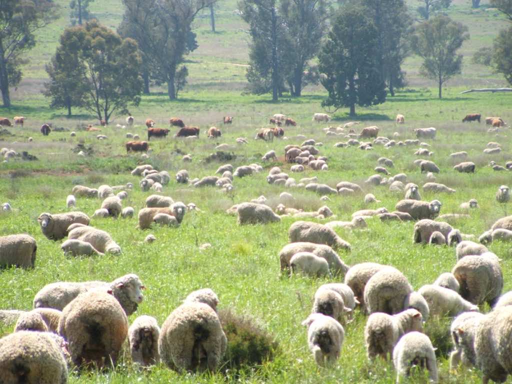 Regenerating Land With Grazing Livestock 2