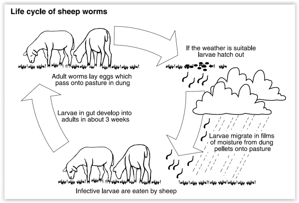 In the Poo! An introduction to Faecal Worm Egg Counts for Sheep Webinar Recording 2 Screen Shot 05 27 24 at 02.46 PM