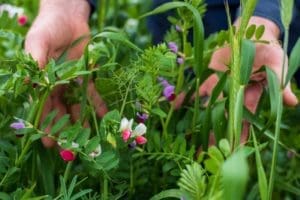 Handsincrop