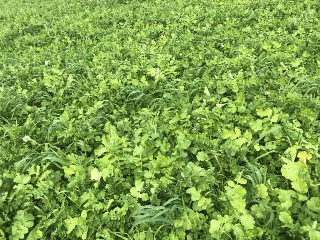 When Is the Best Time to Graze Multi-species Pastures 1 IMG 1841 1