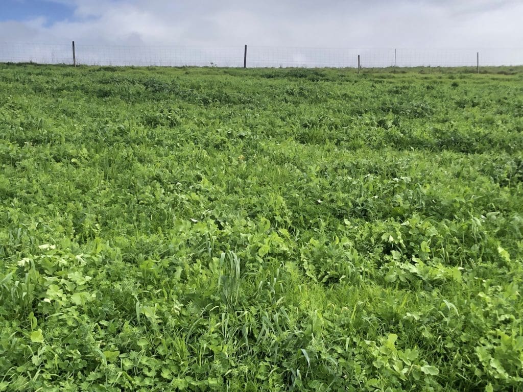 When Is the Best Time to Graze Multi-species Pastures 2 IMG 1843