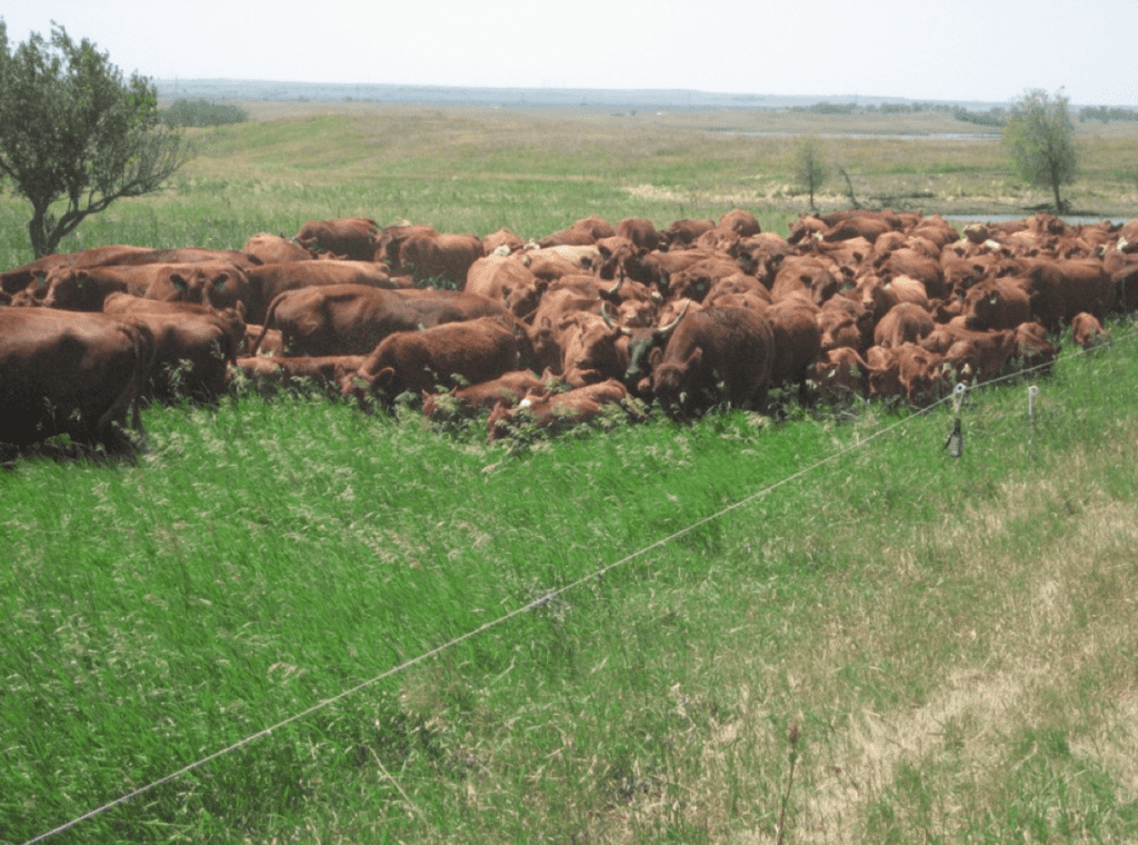 Mob Grazing Higher Density