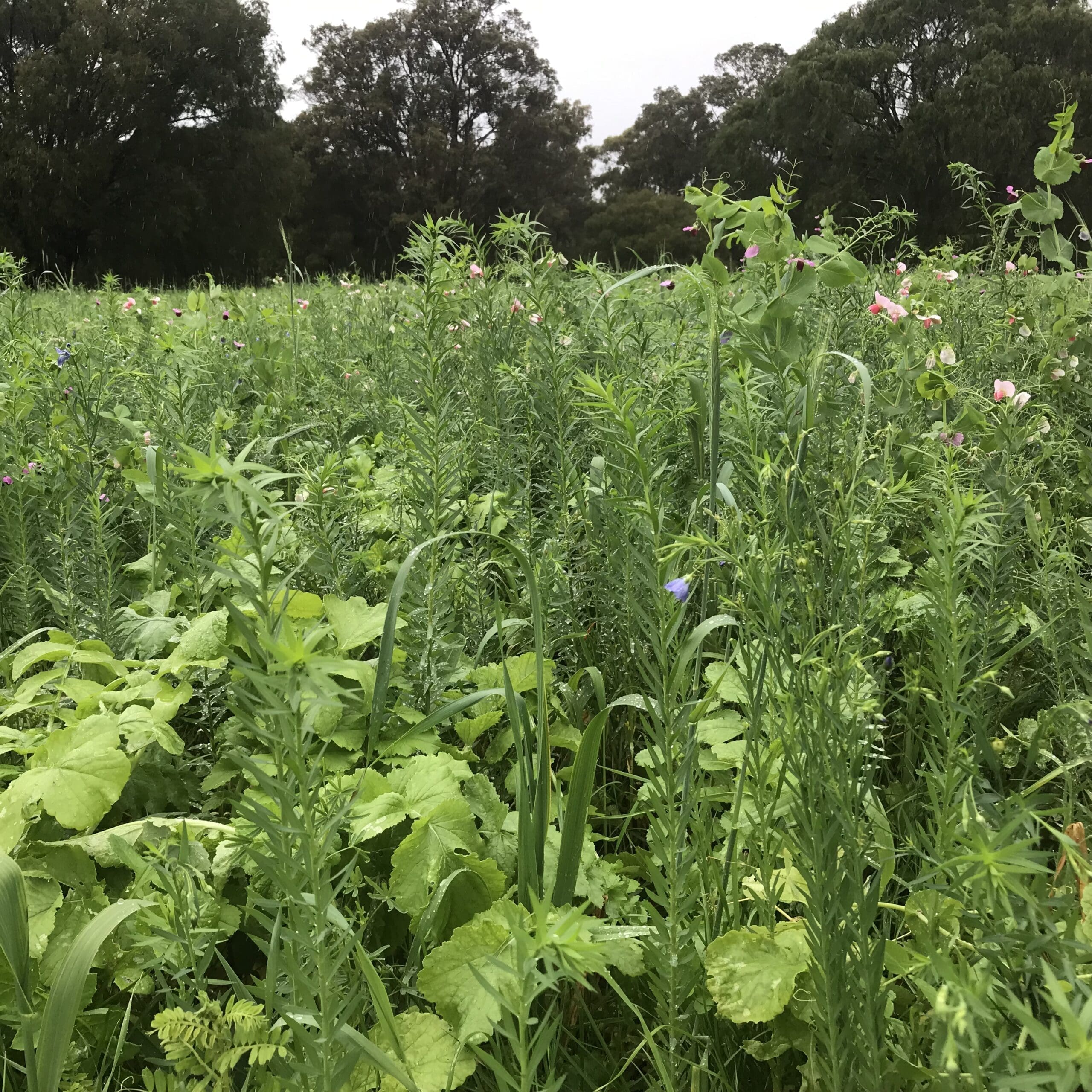 RAPP 2024 Peer Group Session #1: Planning for Multispecies Seeding 7 Cover Crop Emu Creek Jul 2022 scaled