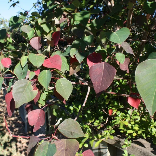 Environmental Weed Control Support in the Lower Blackwood 2 bleeding heart tree