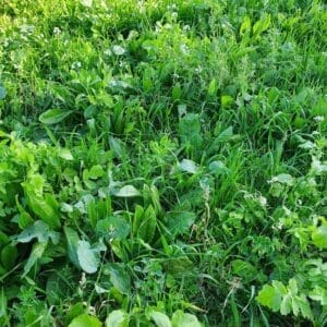 Biodiverse pasture