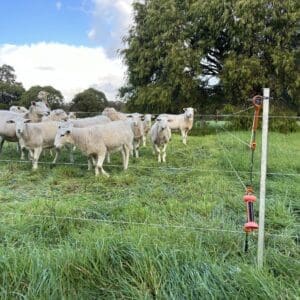 Mob Grazing scaled
