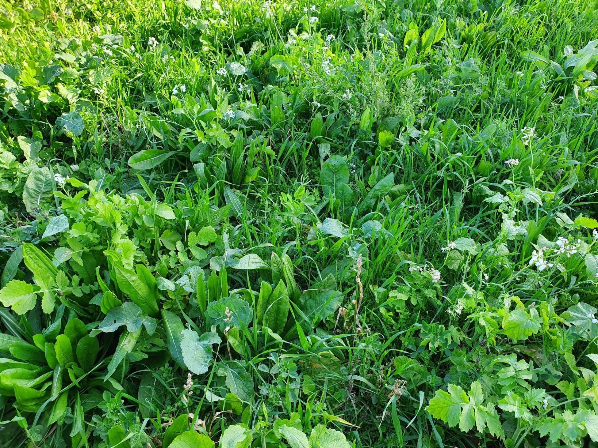 Perennial & Biodiverse Pastures 1 6322a9ead9753 bp cover image