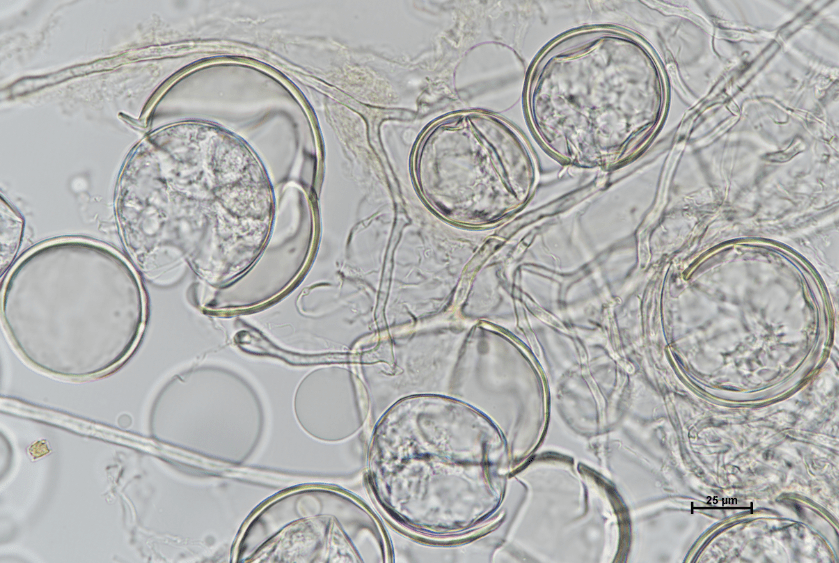 63294152679a2 bp cover image