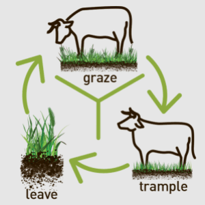 Grazing Management 2 Group logo of Grazing Management
